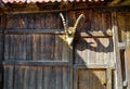 A head and horns of an animal outside house Royalty Free Stock Photo