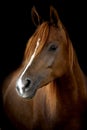 A head of a horse against a black background Royalty Free Stock Photo