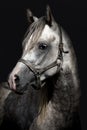 A head of a horse against a black background Royalty Free Stock Photo