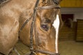 Head of a horse in a bridle assembly Royalty Free Stock Photo
