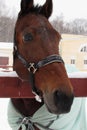 Head of a horse close-up against a background of falling snow Royalty Free Stock Photo