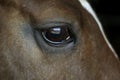 HEAD OF HORSE, CLOSE-UP OF EYE Royalty Free Stock Photo