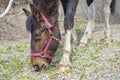 Head of a horse that eats fresh, juicy, green, spring grass