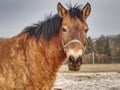 Head of horse with halter. Brown horse Royalty Free Stock Photo