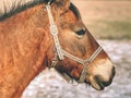 Head of horse with halter. Brown horse Royalty Free Stock Photo