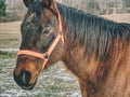 Head of horse with halter. Brown horse Royalty Free Stock Photo