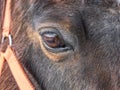 Head of horse with halter. Brown horse Royalty Free Stock Photo