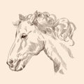 Head of horse. Royalty Free Stock Photo