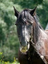 Head of a horse. A look. Royalty Free Stock Photo