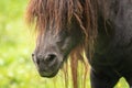 Head of a horse with many flies Royalty Free Stock Photo