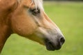 Head of a horse with many flies Royalty Free Stock Photo