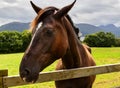 Head of horse on the meadow Royalty Free Stock Photo