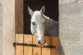 Head of a horse out of his box Royalty Free Stock Photo