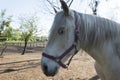 Head of Horse. portrait of white trakehner mare horse. Close-Up Of thoroughbred stallion