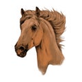 Head horse profile sketch vector Royalty Free Stock Photo