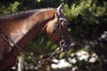 The head is horse, wearing bridle, bit and other accoutrement for equestrian sports Royalty Free Stock Photo