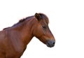 Head of horse on white isolated Royalty Free Stock Photo