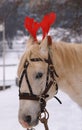 Head of a horse in winter day Royalty Free Stock Photo