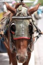 The head of hourse yogyakarta