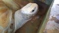 Head of a huge albino tortoise Royalty Free Stock Photo