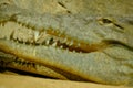 Head of huge crocodile with spiky teeth Royalty Free Stock Photo