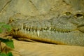 Head of huge crocodile with spiky teeth Royalty Free Stock Photo