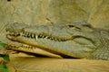 Head of huge crocodile with spiky teeth Royalty Free Stock Photo