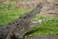 Head of huge crocodile with spiky teeth  mouth wide open Royalty Free Stock Photo