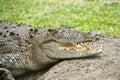 Head of huge crocodile with spiky teeth  mouth wide open in Australia Royalty Free Stock Photo