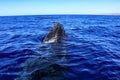 Head of a humpback whale emerging from the deep sea waters of Cabo San Lucas in Baja California Sur, Mexico. Royalty Free Stock Photo