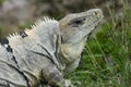 Head of iguana near Mayan archeological site Uxmal. Royalty Free Stock Photo