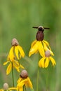 A Head-on Image of a Gold and Black Bumble Bee Pollinating a Yellow Coneflower Royalty Free Stock Photo