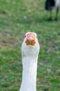 Head image of white goose close-up focusing at its long neck at the centennial park, Sydney, Australia.