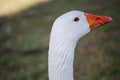 Head image of white goose close-up focusing at its long neck at the centennial park, Sydney, Australia.