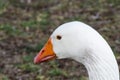 Head image of white goose close-up focusing at its long neck at the centennial park, Sydney, Australia. Royalty Free Stock Photo