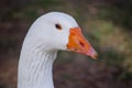 Head image of white goose close-up focusing at its long neck at the centennial park, Sydney, Australia. Royalty Free Stock Photo