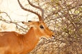 Head of Impala Royalty Free Stock Photo