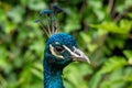 head of an Indian Blue Peacock (Pavo cristatus) Royalty Free Stock Photo