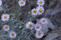 ERIGERON FOLIOSUS BLOOM - SAN BERNARDINO MTNS - 060920 B