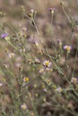 ERIGERON DIVERGENS BLOOM - SAN BERNARDINO MTNS - 070920 C