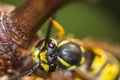 The head of the insect wasp Royalty Free Stock Photo