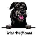 Head Irish Wolfhound - dog breed. Color image of a dogs head isolated on a white background