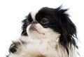 Head of japanese chin puppy Royalty Free Stock Photo