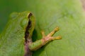 Head of Japanese tree frog Royalty Free Stock Photo