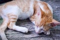 The head of a Javanese cat, as Indonesians call it. Royalty Free Stock Photo