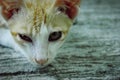 Javanese cat\'s adorable expression seems to depict