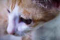 The head of a Javanese cat, as Indonesians call it. Royalty Free Stock Photo