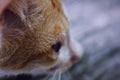 The head of a Javanese cat, as Indonesians call it. Royalty Free Stock Photo