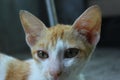 The head of a Javanese cat, as Indonesians call it. Royalty Free Stock Photo