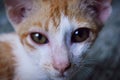 The head of a Javanese cat, as Indonesians call it. Royalty Free Stock Photo